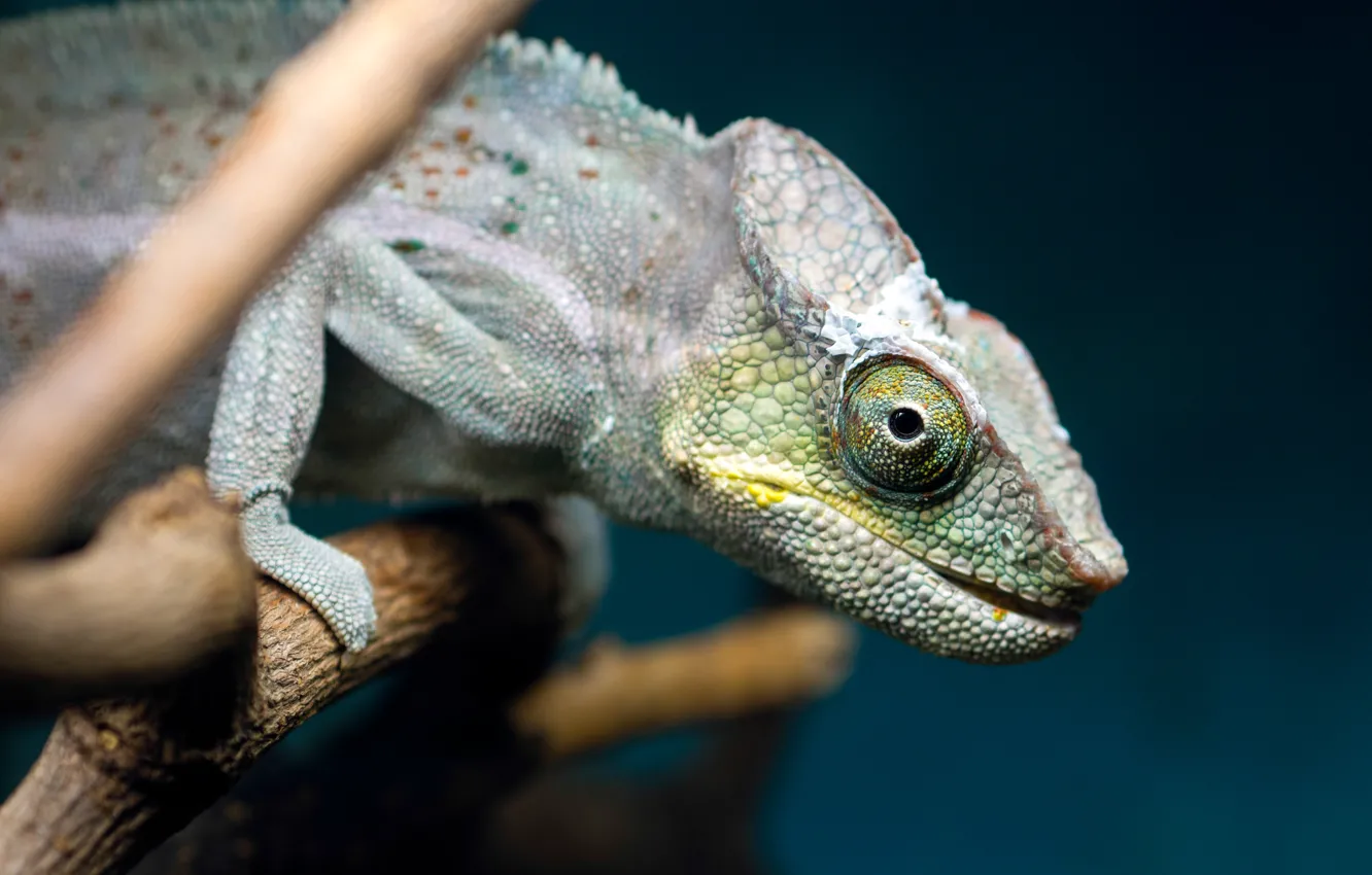 Photo wallpaper chameleon, branch, lizard