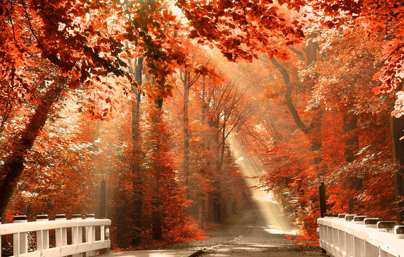 Photo wallpaper ROAD, FOREST, NATURE, TOMANCE, LEAVES, COLOR, LIGHT, TREES