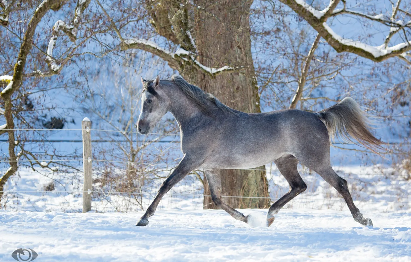 Photo wallpaper grey, horse, horse, running, grace, (с) Oliver Seitz