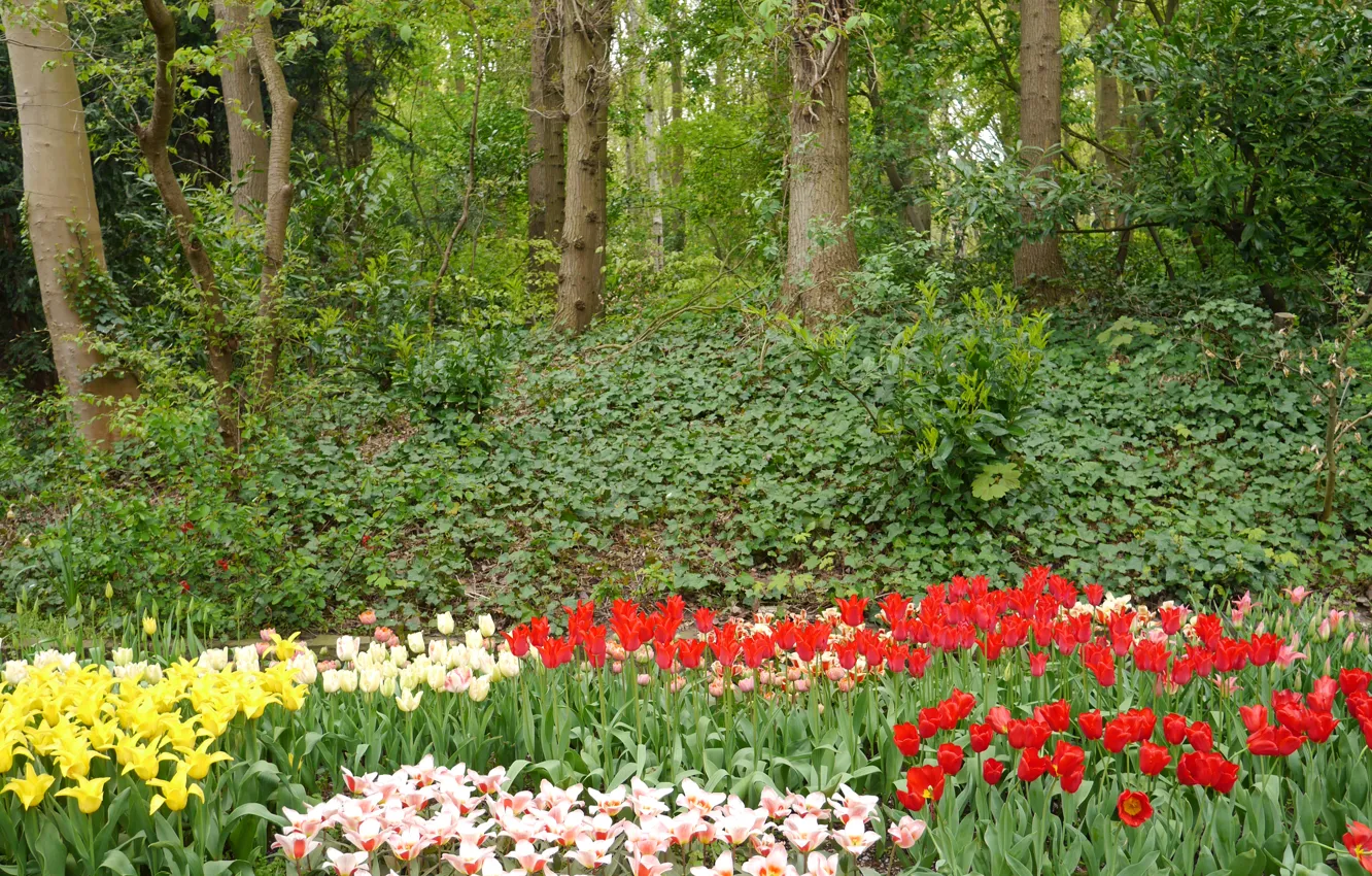 Photo wallpaper trees, flowers, garden, tulips, Netherlands, Keukenhof, Lisse