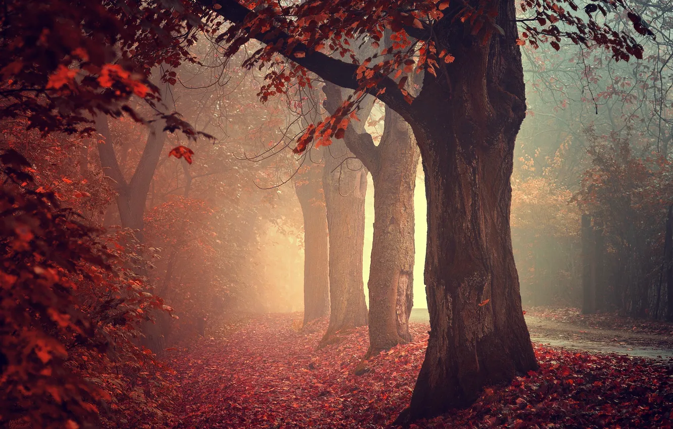Photo wallpaper road, autumn, forest, trees, nature