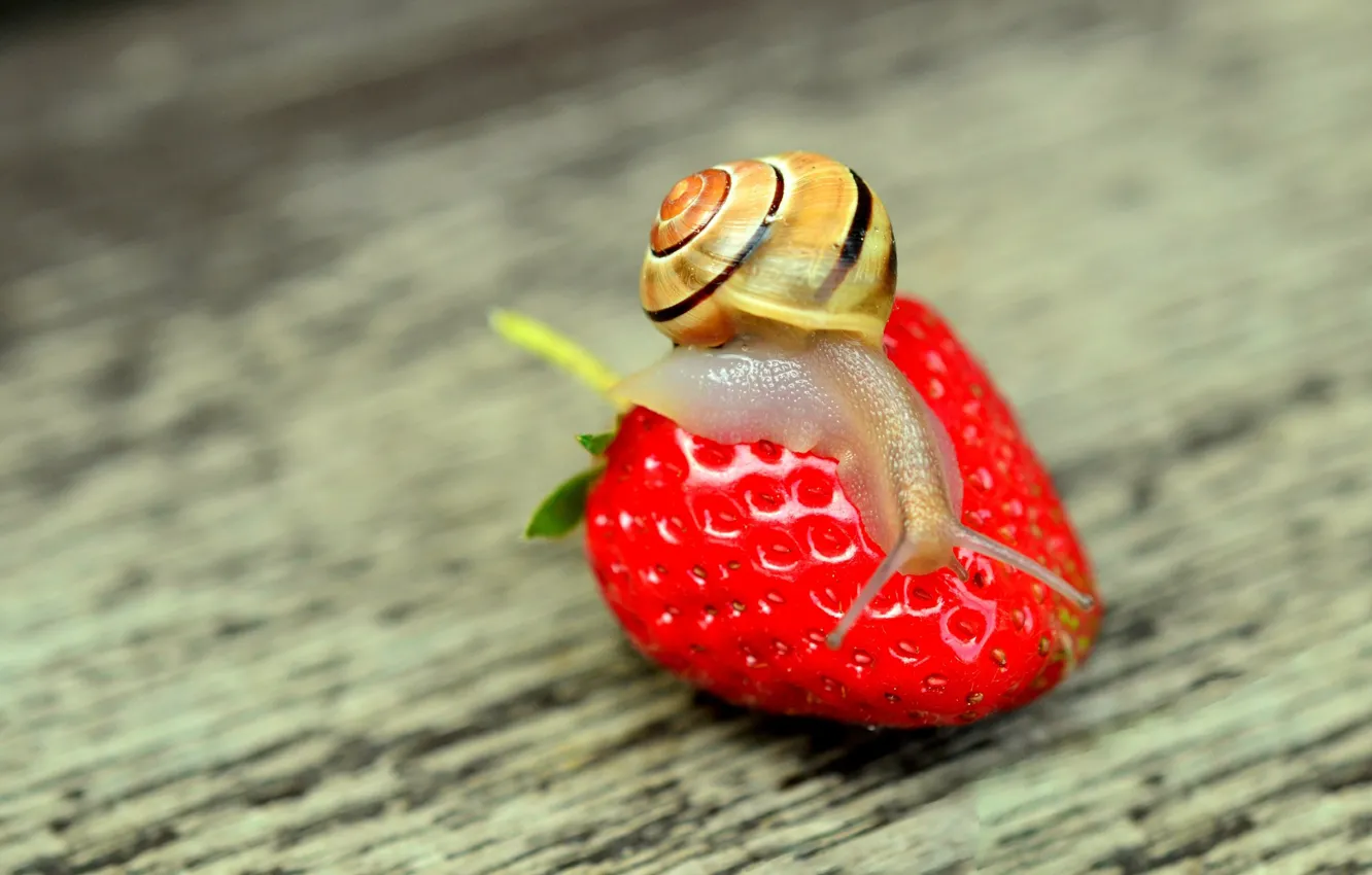 Photo wallpaper macro, nature, snail, strawberry, nature, strawberry