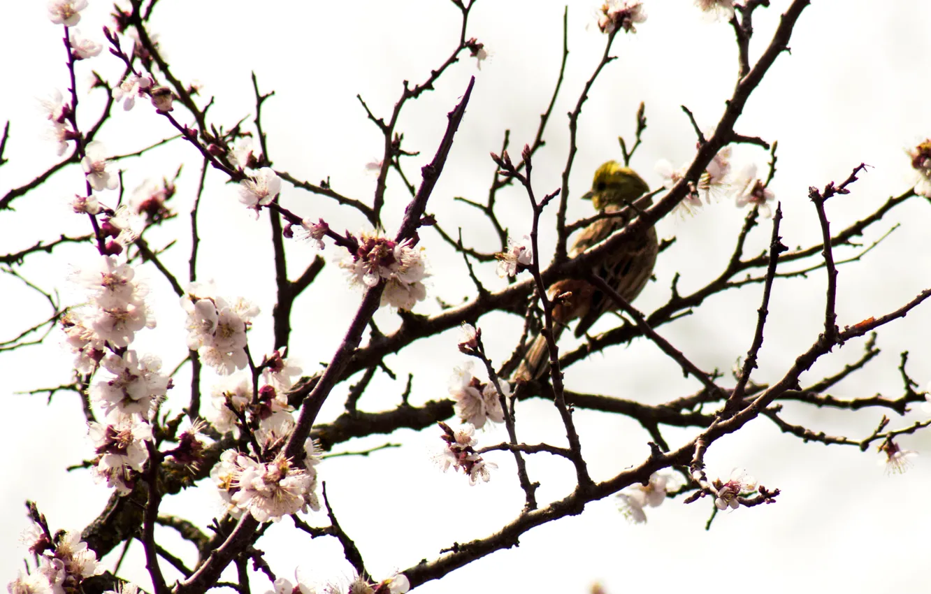 Photo wallpaper flowers, branches, nature, cherry, bird, spring, feathers, flowering