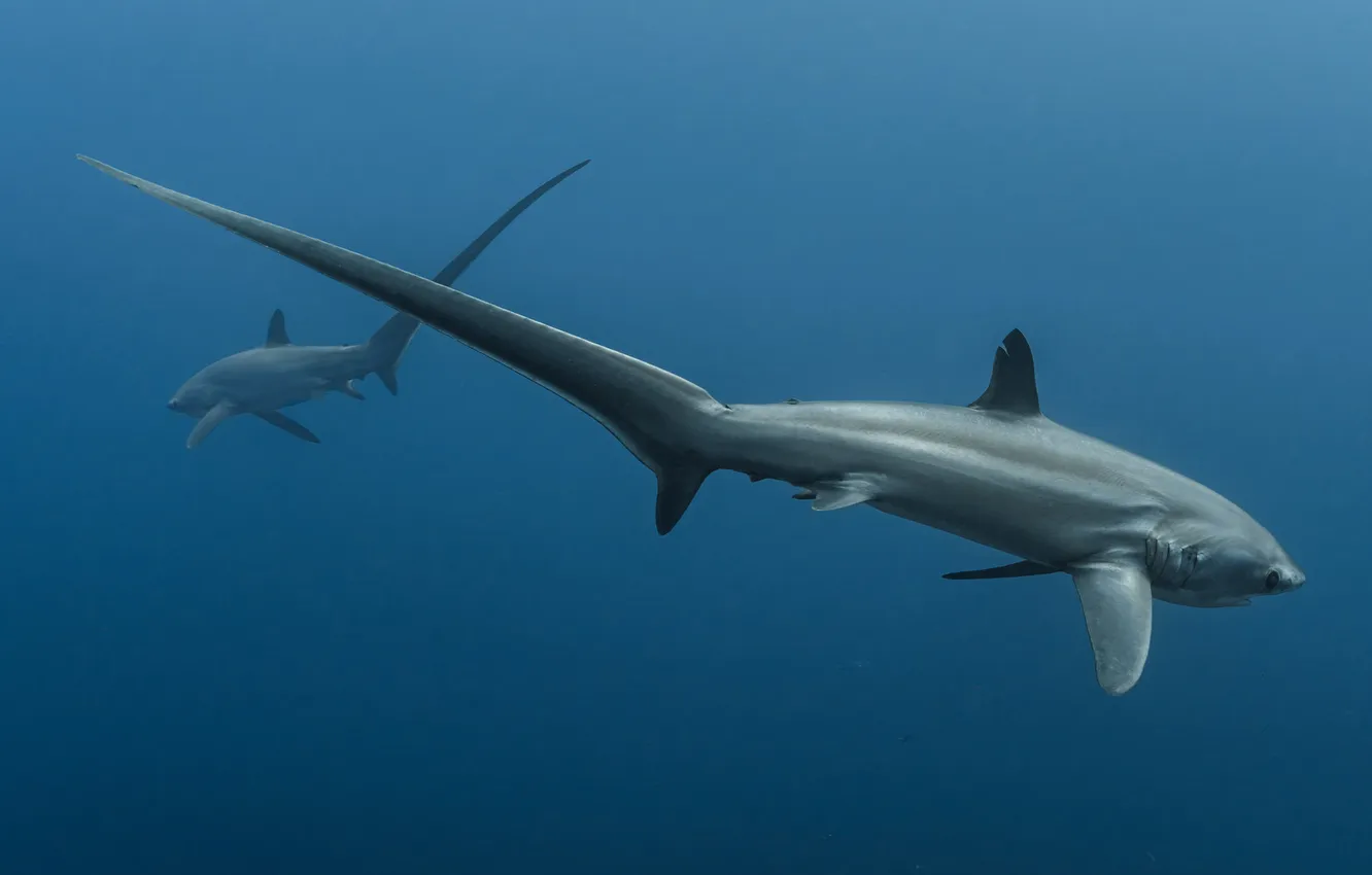 Photo wallpaper shark, under water, the depths of the ocean, Thresher shark, The fox shark, Savin Andrey