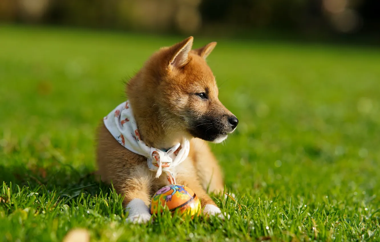 Photo wallpaper puppy, walk, the ball, Shiba