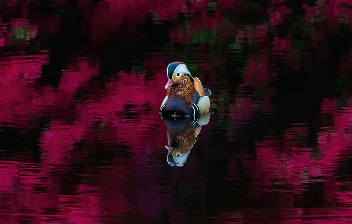 Photo wallpaper bird, duck, pond, tangerine