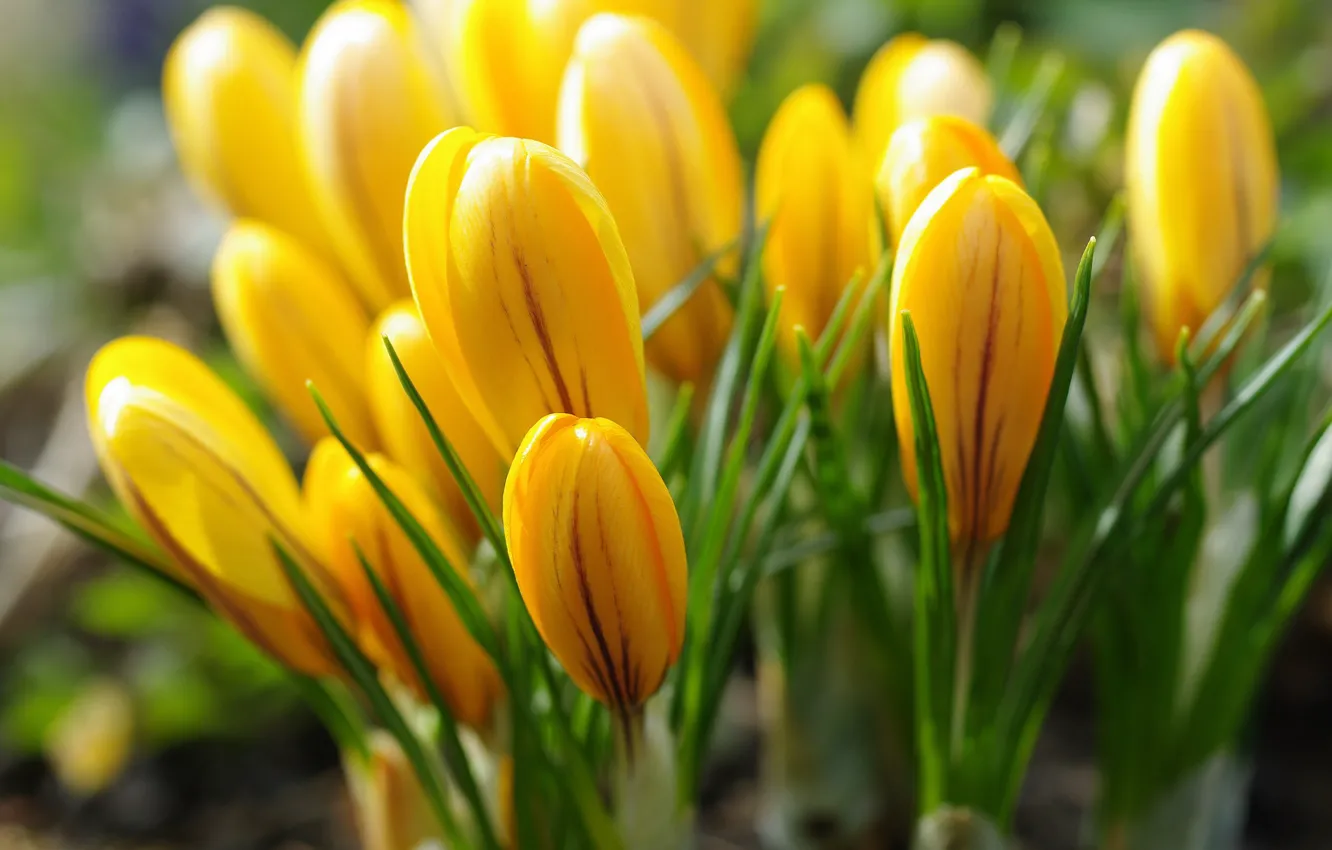 Photo wallpaper macro, joy, flowers, nature, beauty, plants, spring, crocuses