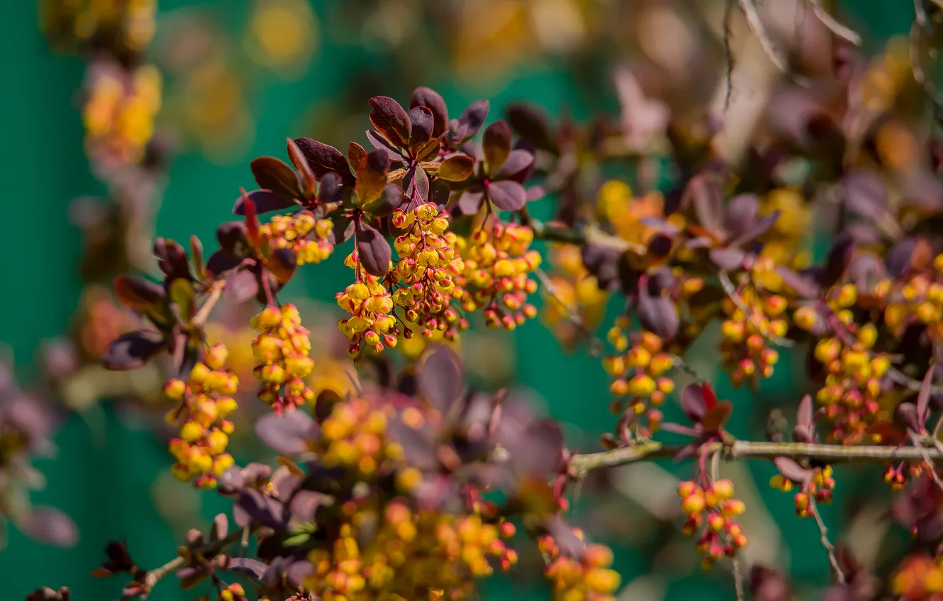 Photo wallpaper nature, background, spring, shrub