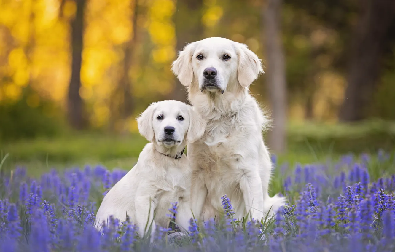 Photo wallpaper look, flowers, glade, dog, puppy, white, face, Labrador
