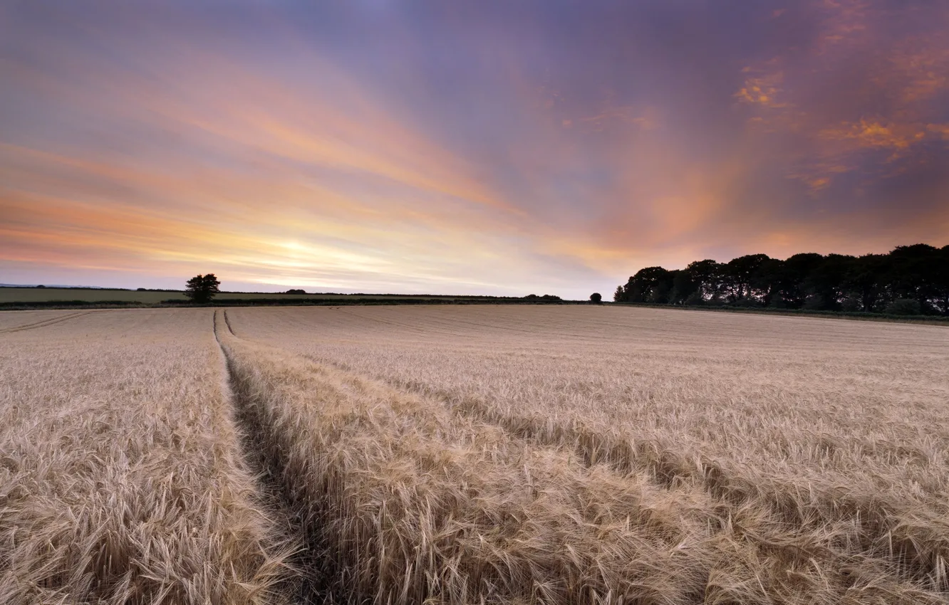 Photo wallpaper field, landscape, sunset, ears