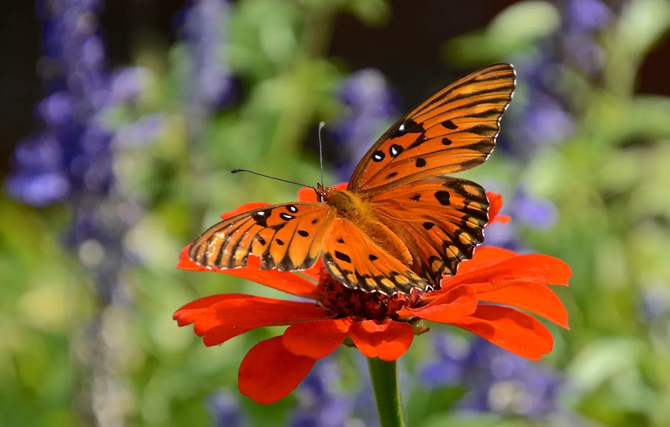 Photo wallpaper summer, macro, flowers, orange, butterfly, bokeh, zinnia
