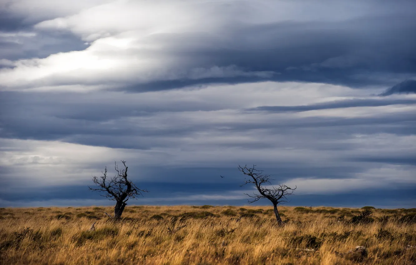 Photo wallpaper field, trees, landscape