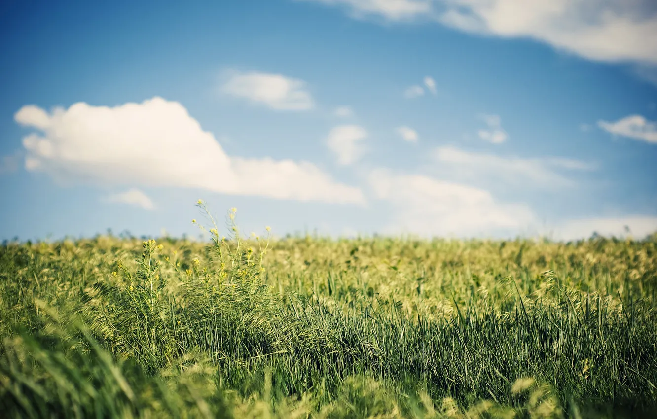 Photo wallpaper wheat, field, summer, the sky, grass, nature, field, ears