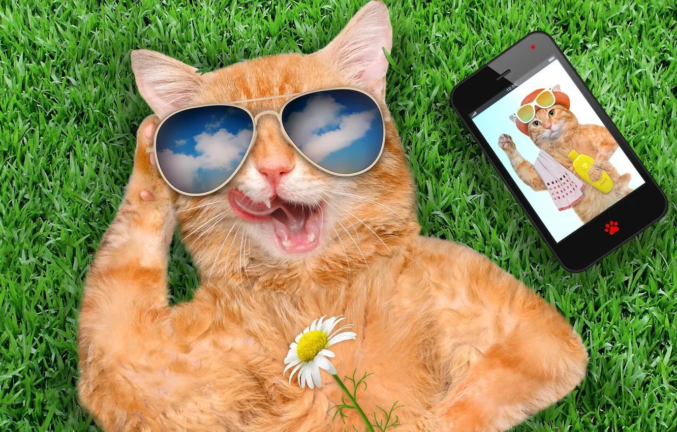 Photo wallpaper grass, cat, smart phone