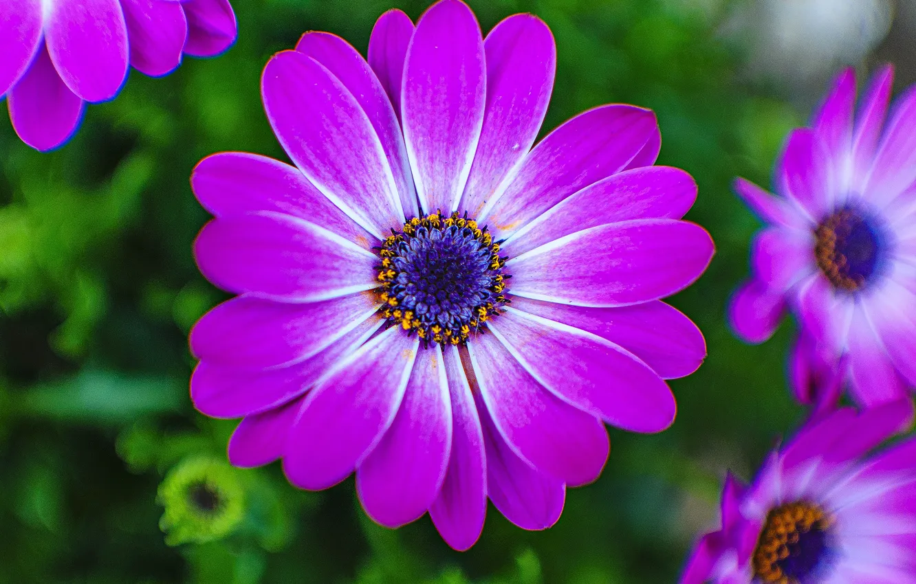 Photo wallpaper flowers, nature, paint, petals