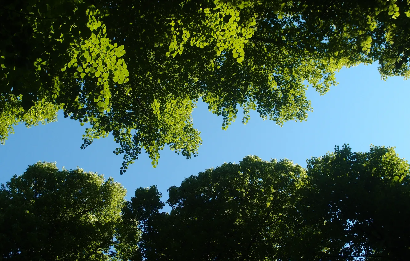 Photo wallpaper the sky, leaves, trees, Linden