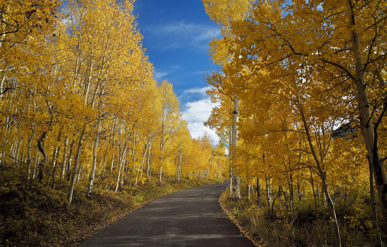 Photo wallpaper road, autumn, nature, birch