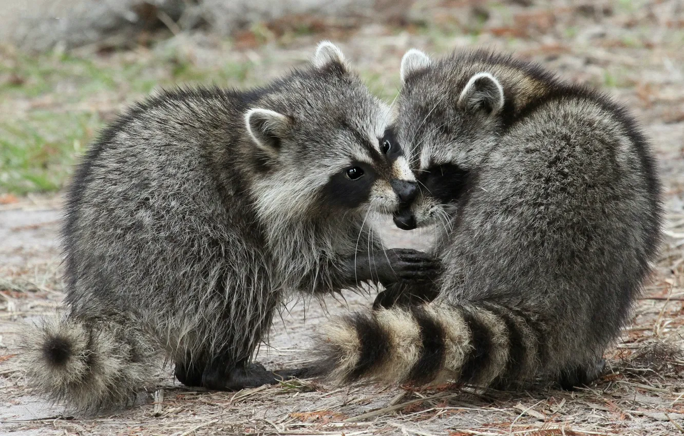 Photo wallpaper pair, raccoon, pussy