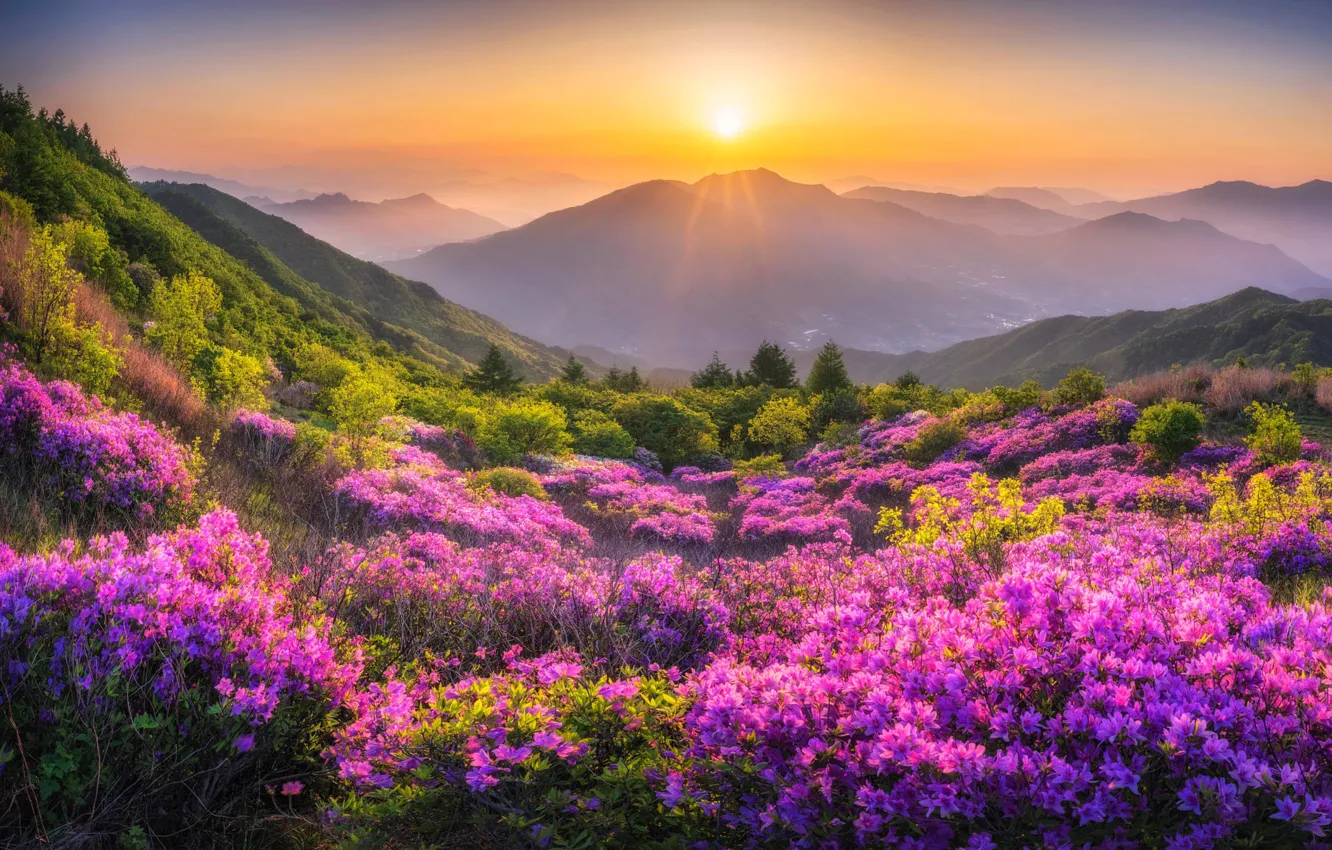 Wallpaper flowers, mountains, Azalea, rhododendrons for mobile and ...