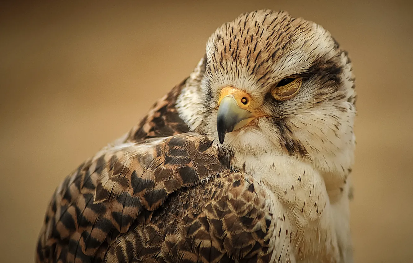 Photo wallpaper bird, predator, feathers, beak