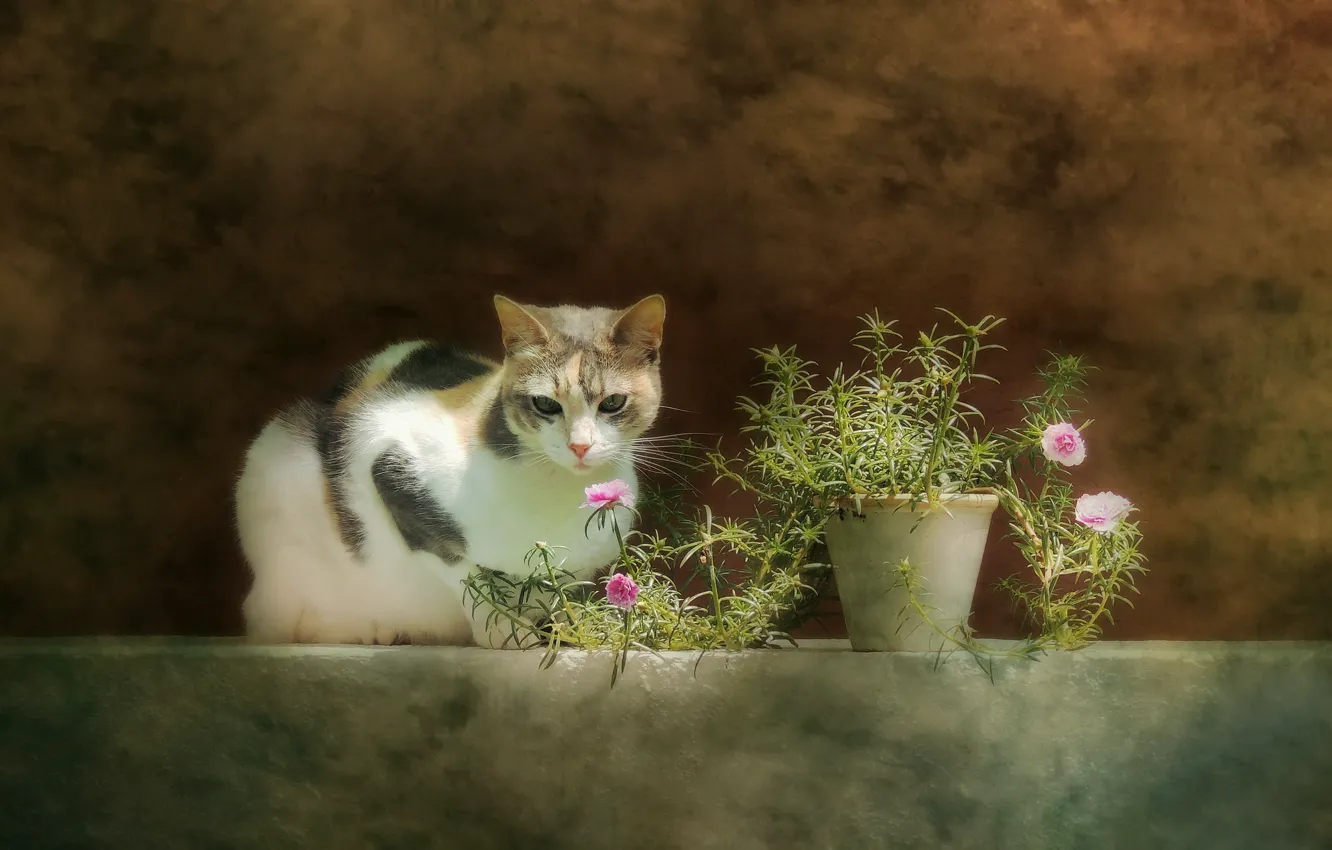 Photo wallpaper cat, flowers, background