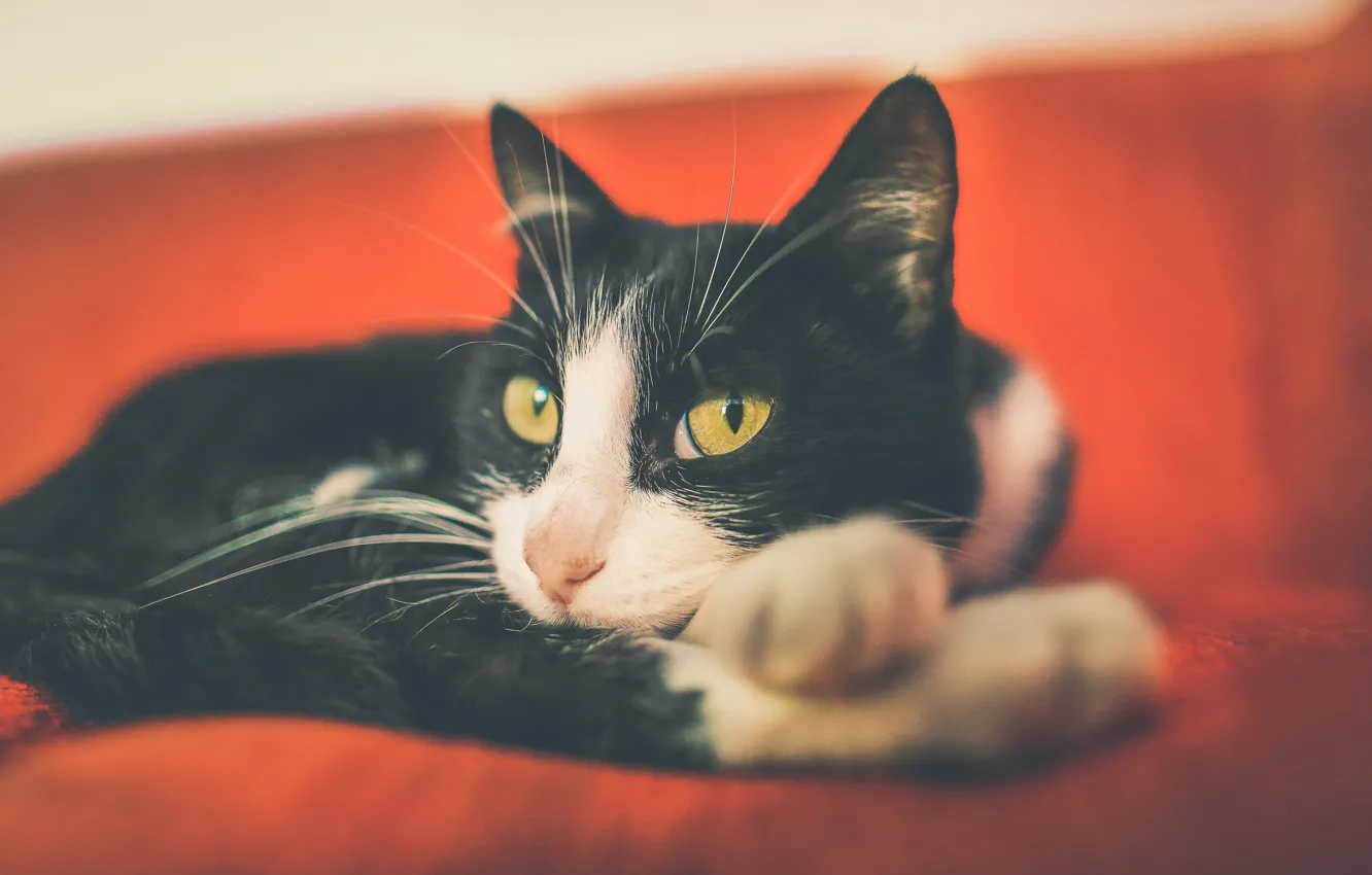 Photo wallpaper cat, cat, look, lies, black and white, face