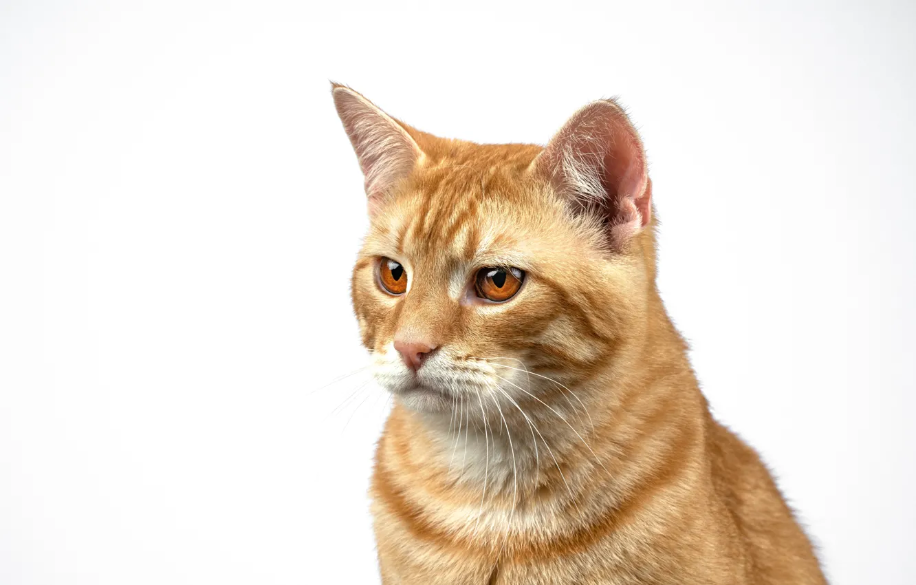 Photo wallpaper cat, cat, portrait, white background, red, yellow eyes