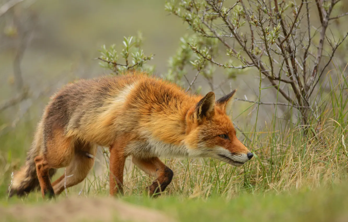 Photo wallpaper greens, grass, look, face, branches, pose, background, glade