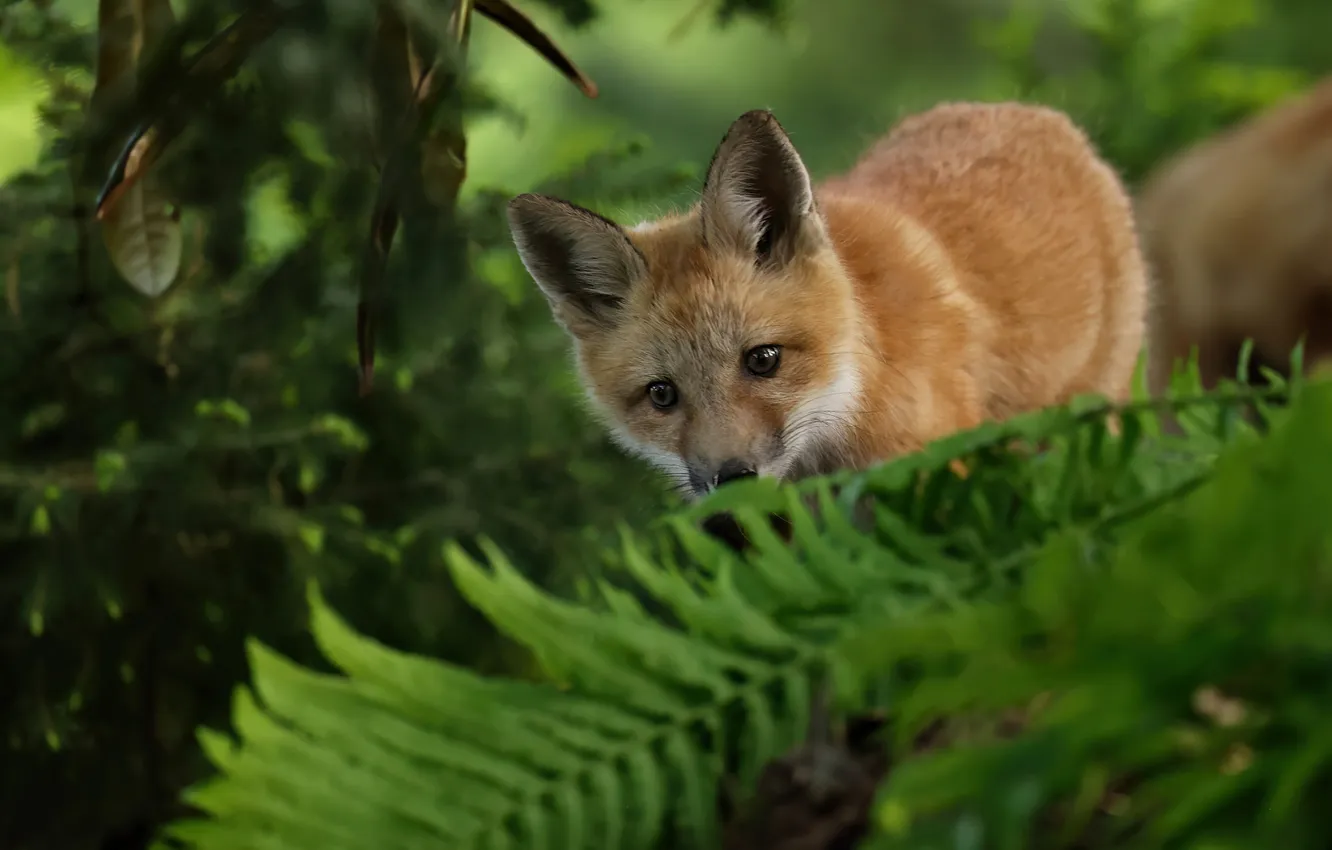 Photo wallpaper leaves, nature, Fox, fern, bokeh, Fox