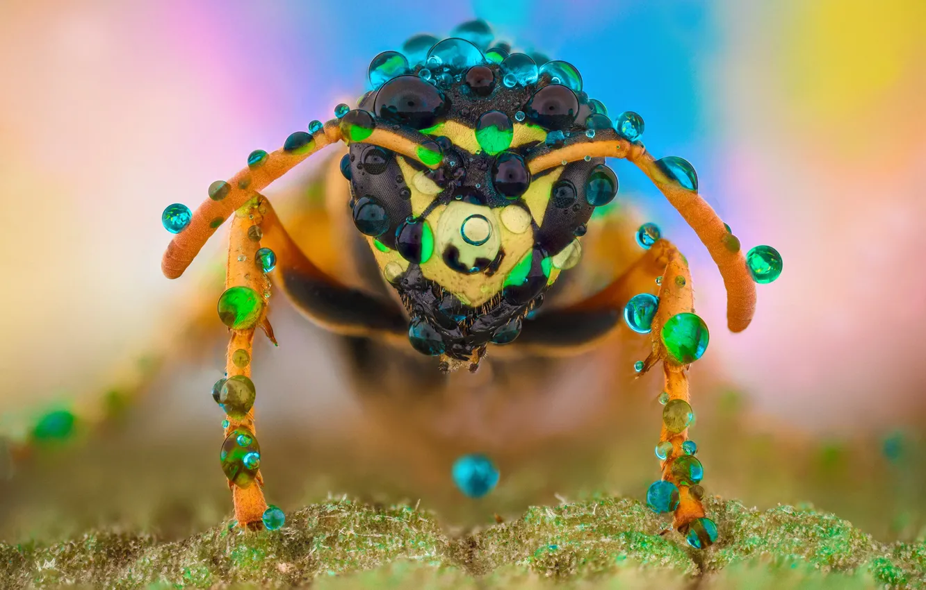 Photo wallpaper drops, macro, background, insect, hornet