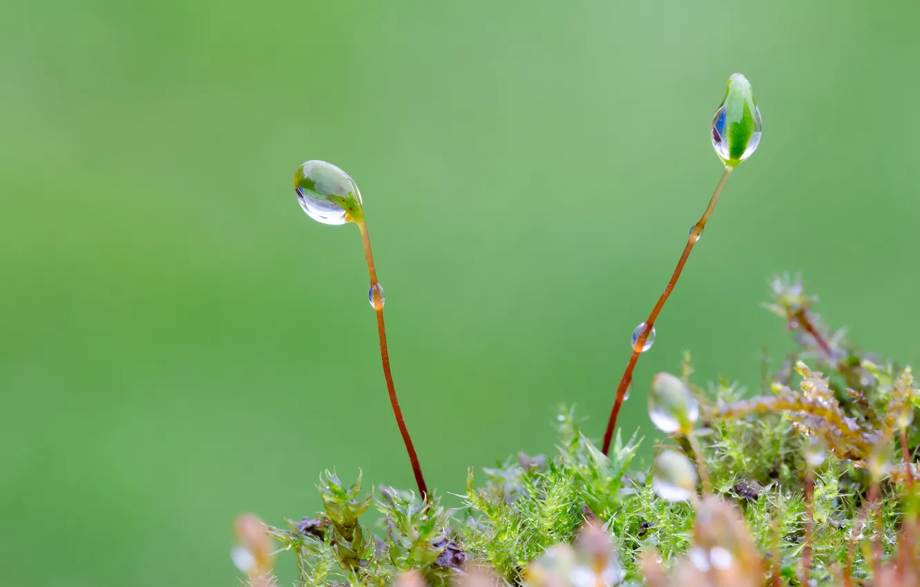 Photo wallpaper macro, nature, moss, dew drops