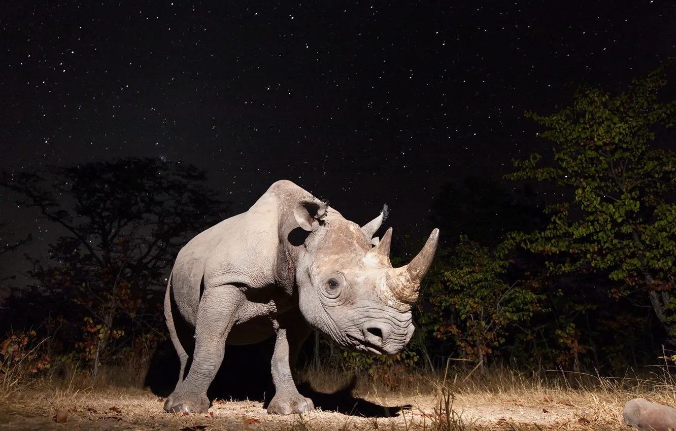 Photo wallpaper night, nature, Rhino