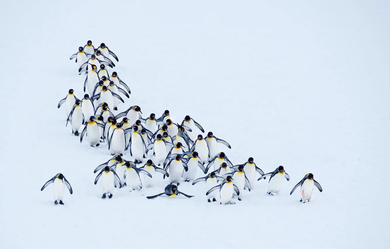 Photo wallpaper snow, nature, penguins