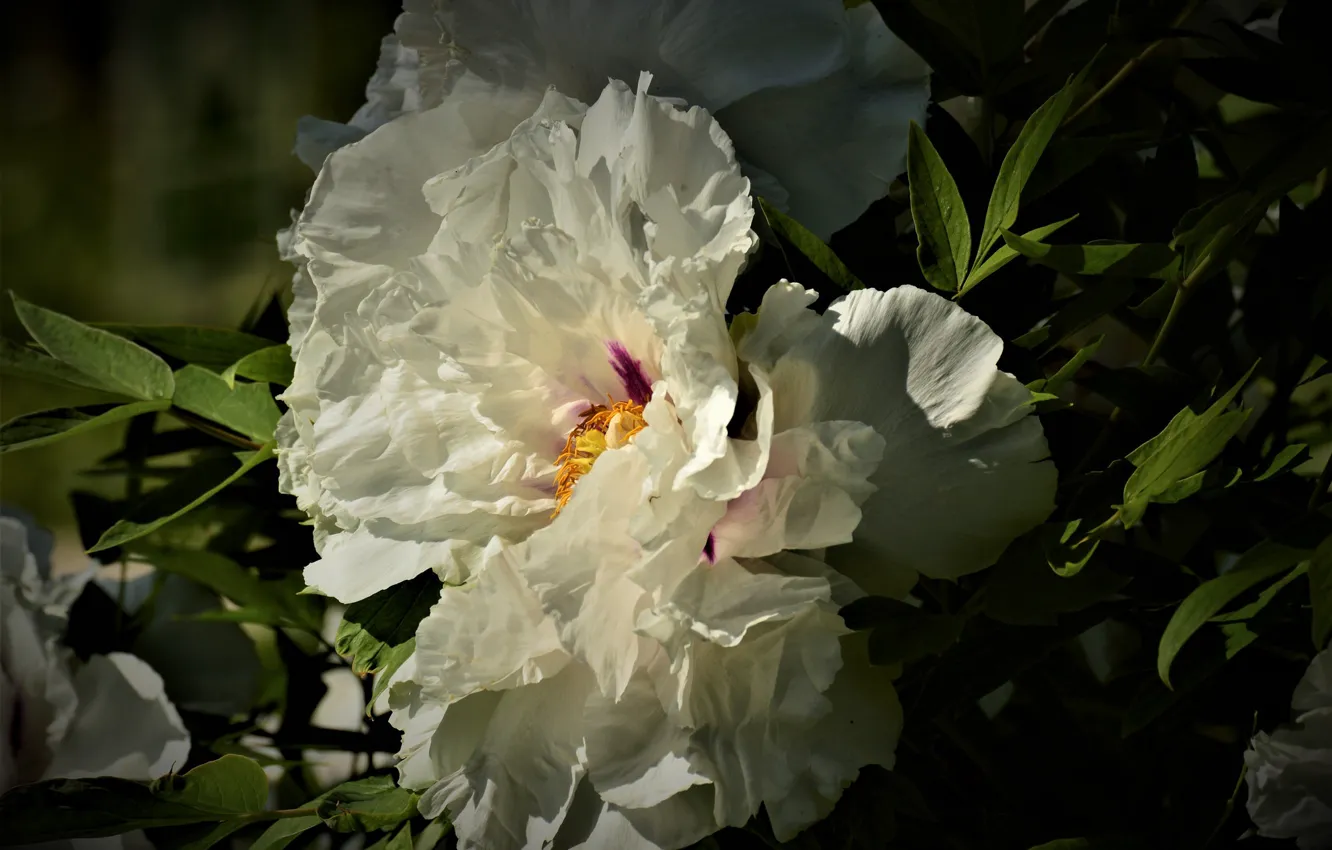 Photo wallpaper macro, cream, peonies