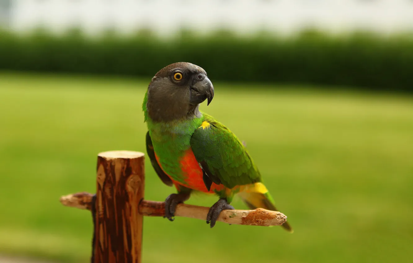 Photo wallpaper bright, beak, parrot, perch