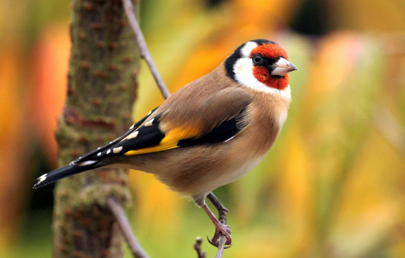 Photo wallpaper branches, bird, color, feathers, beak, tail, goldfinch