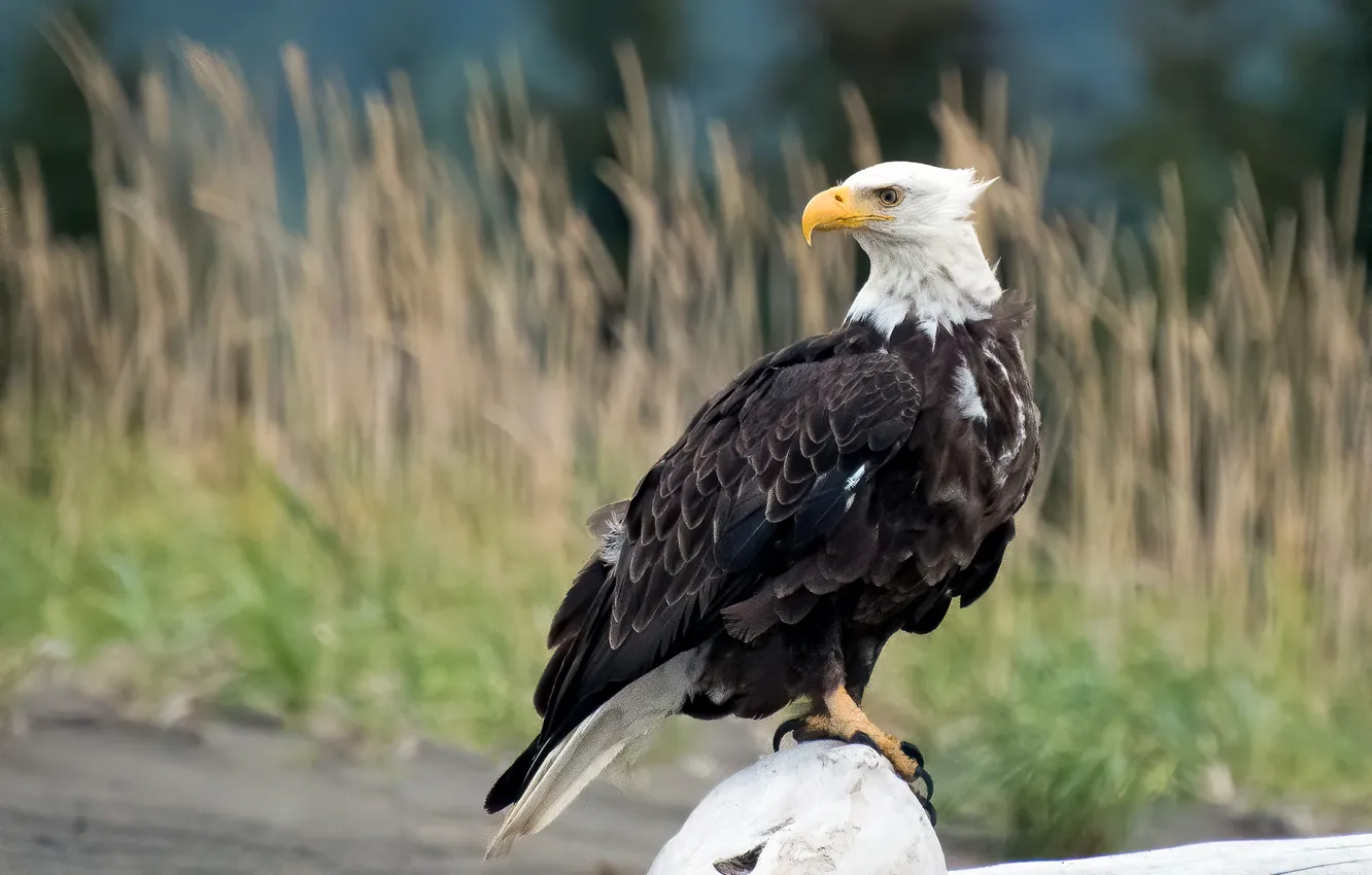Photo wallpaper field, look, nature, pose, bird, eagle, spikelets, log