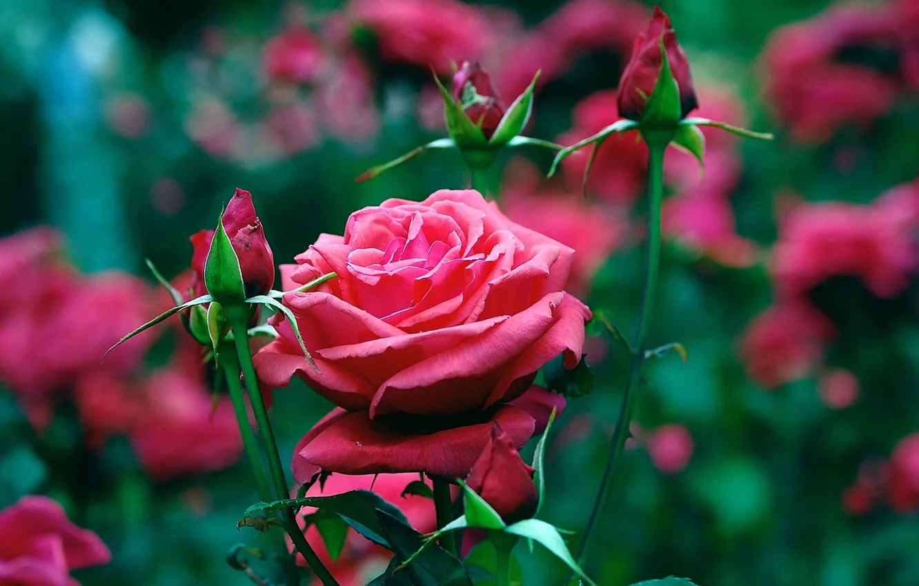 Photo wallpaper flowers, roses, garden