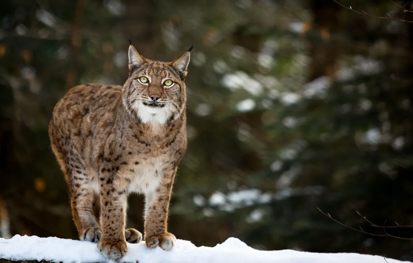 Photo wallpaper winter, face, snow, predator, lynx, wild cat, look up