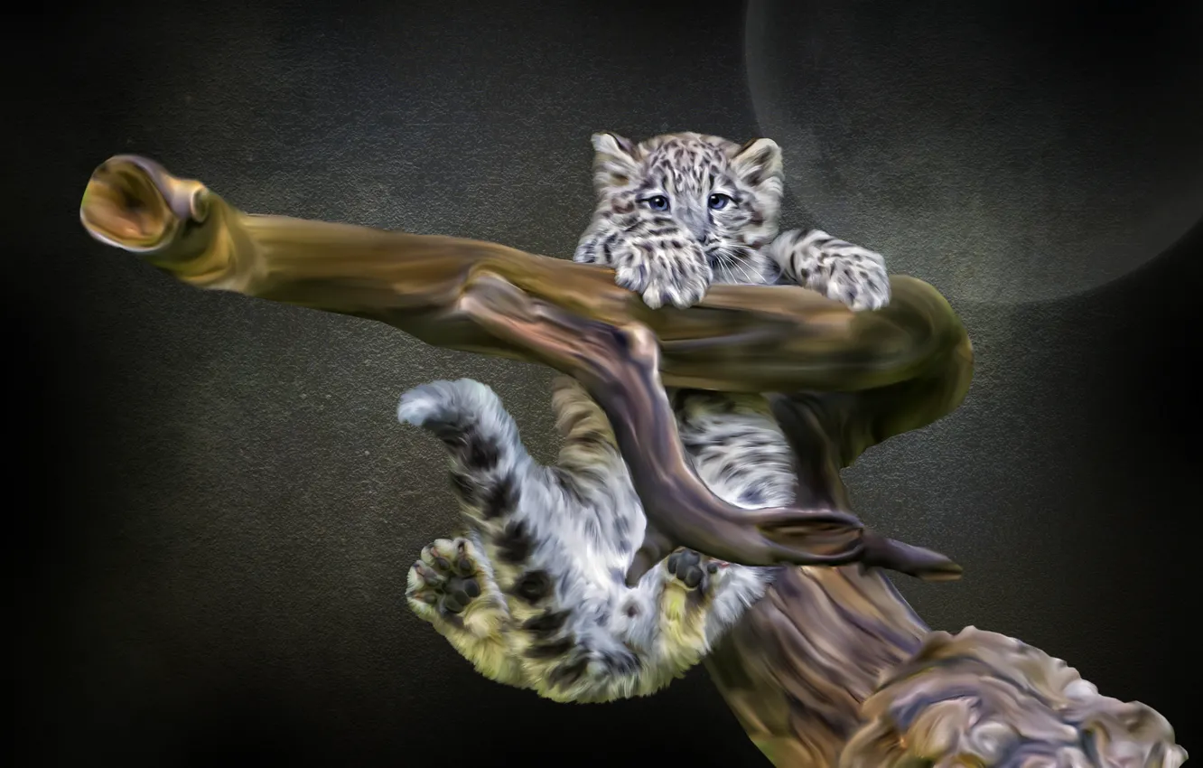 Photo wallpaper snag, IRBIS, cub, Photoshop, snow leopard