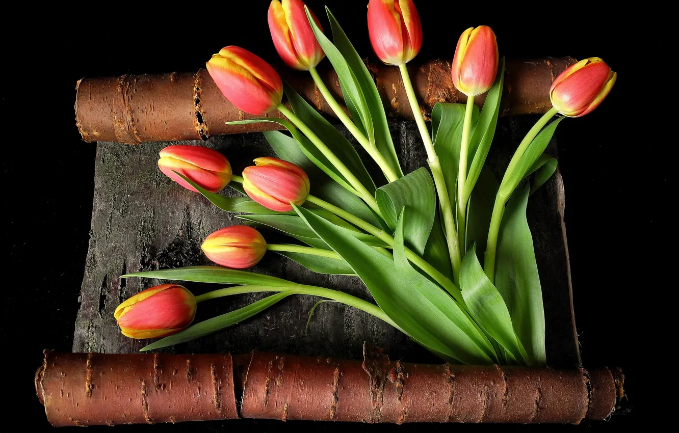 Photo wallpaper leaves, flowers, stems, yellow, tulips, red, bark, black background