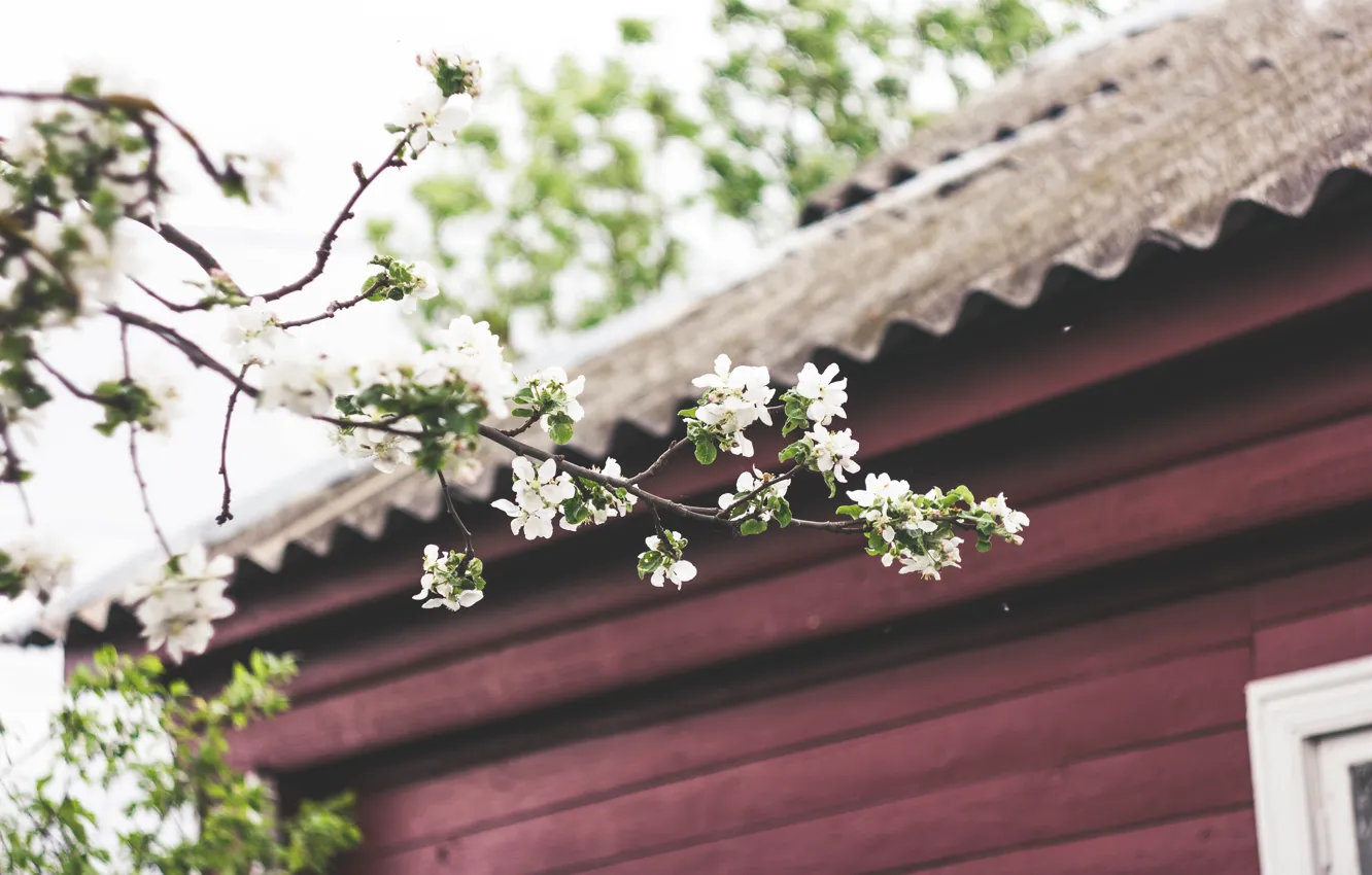Photo wallpaper spring, village, flowering