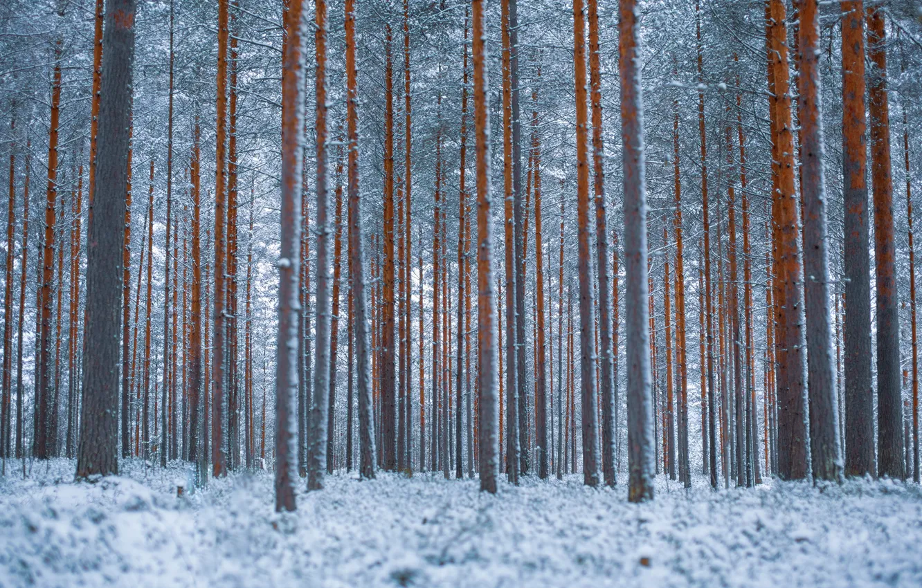 Photo wallpaper winter, forest, snow, trees, landscape, nature, the snow, forest