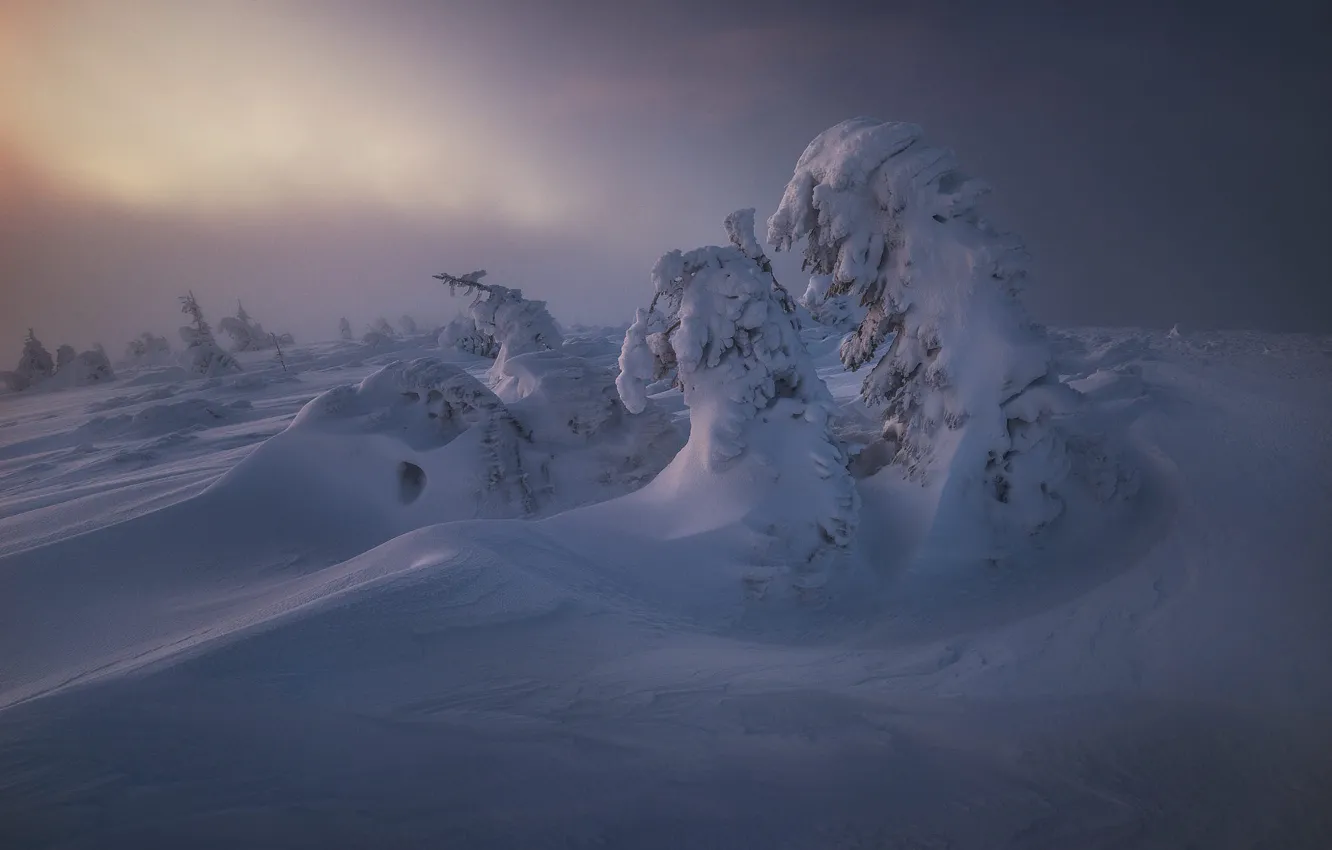 Photo wallpaper winter, forest, snow, fog, in the snow, ate, the snow, haze