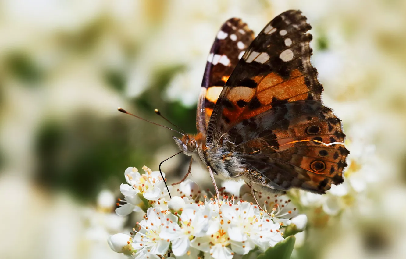 Photo wallpaper summer, flowers, background, butterfly, insect, white, bokeh, urticaria