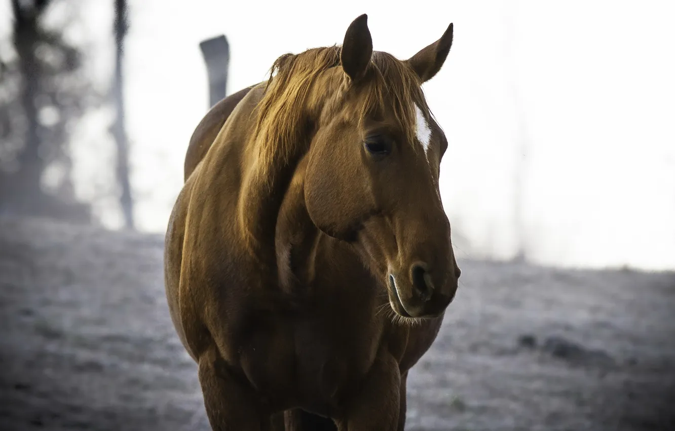 Photo wallpaper face, background, horse