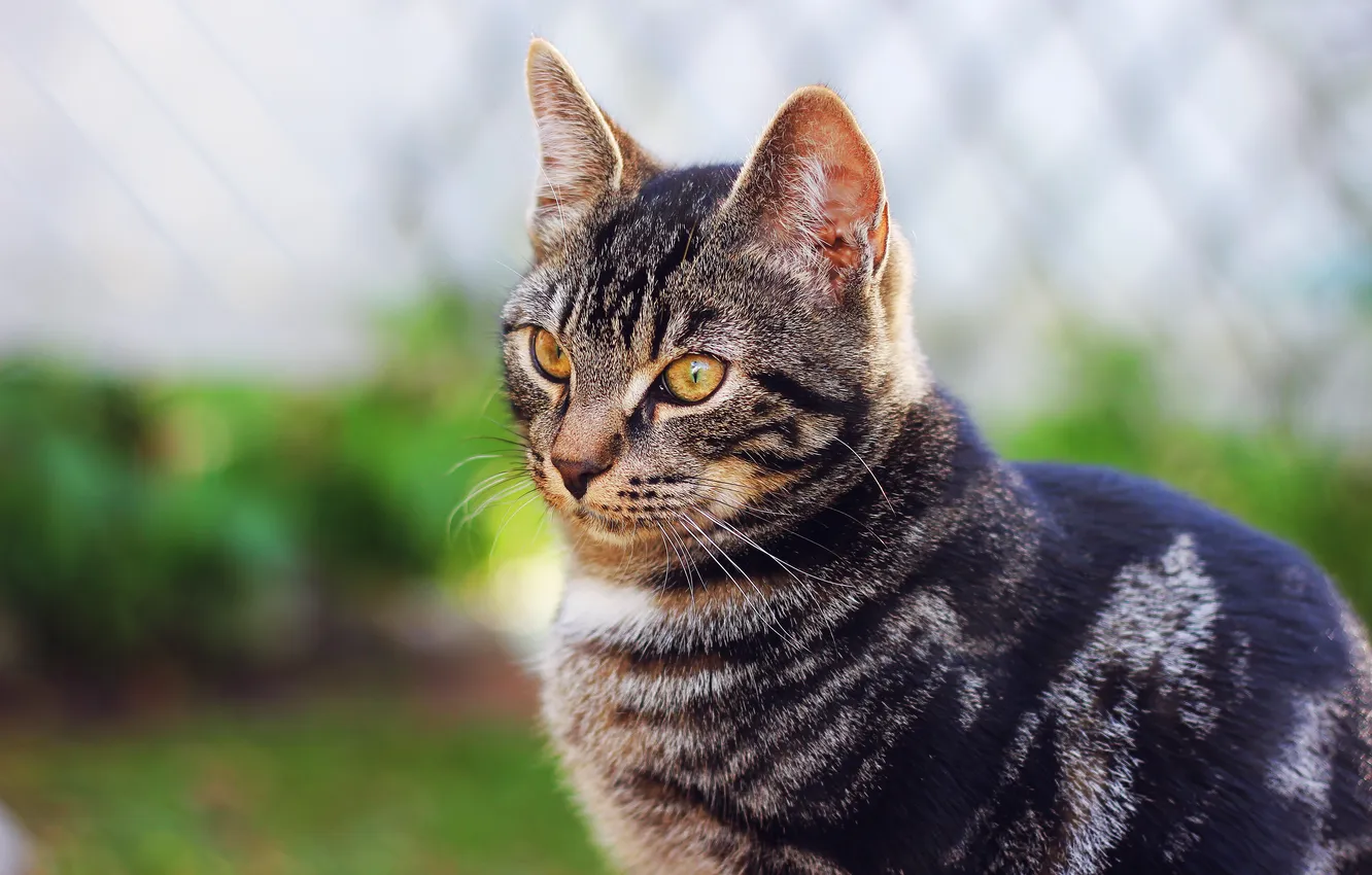 Photo wallpaper cat, look, nature, grey, blur