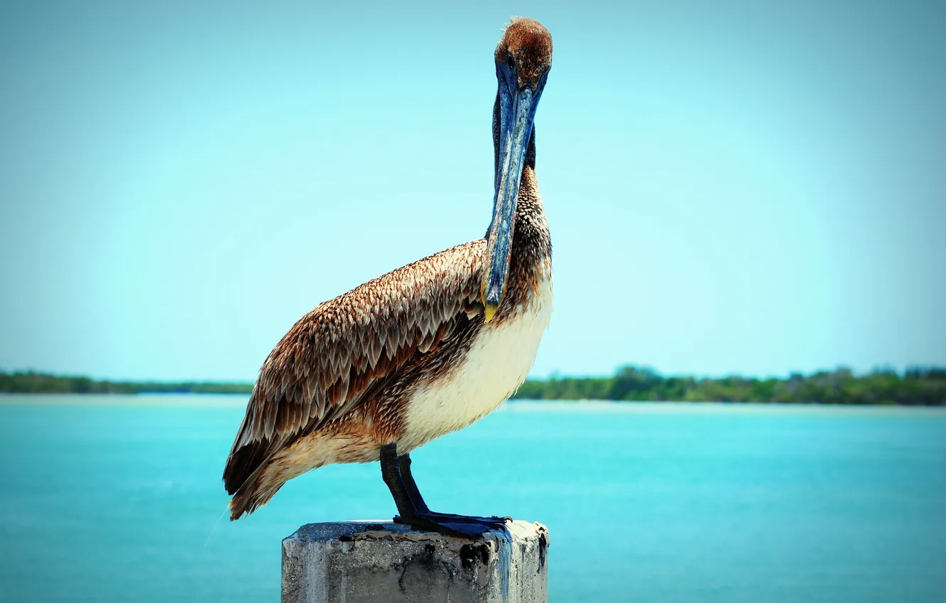 Photo wallpaper animal, bird, beak, is, Pelican