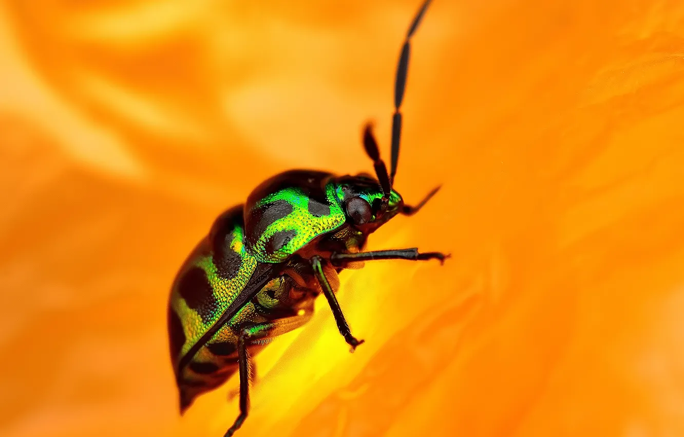 Photo wallpaper flowers, orange, legs, beetle, color, antennae