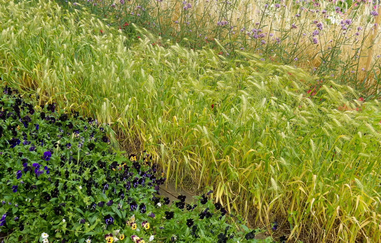 Photo wallpaper grass, flowers, widescreen, Wallpaper, spikelets, wallpaper, ears, Pansy